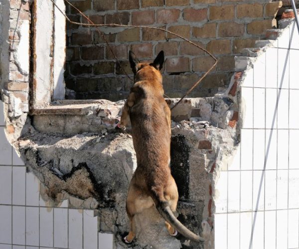 K9 dogs trained search people earthquake