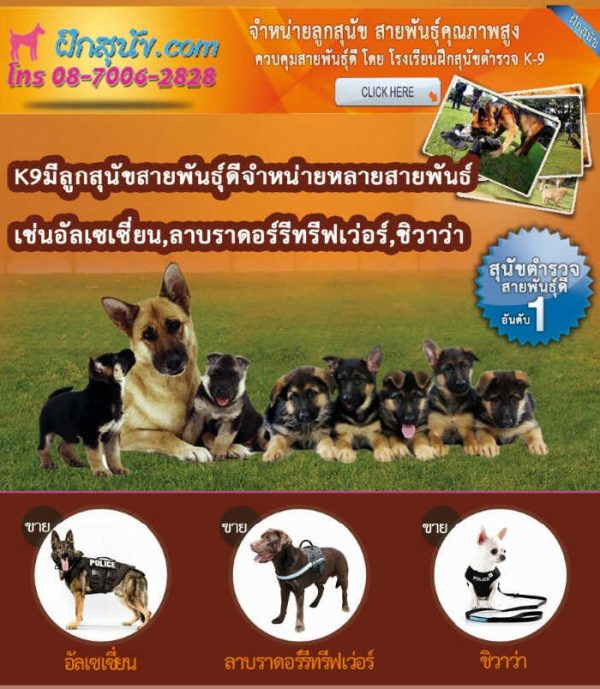 ขายสุนัข อัลเชเชี่ยน ลาบราดอร์ ชิวาว่า ฝึกสุนัข