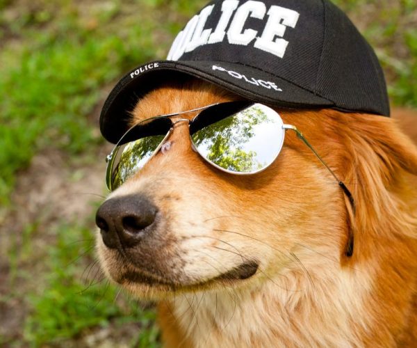 ครูฝึกสุนัข