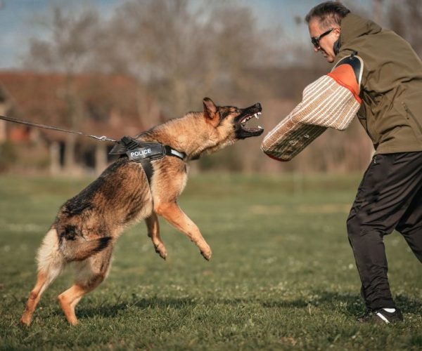 ฝึกสุนัข