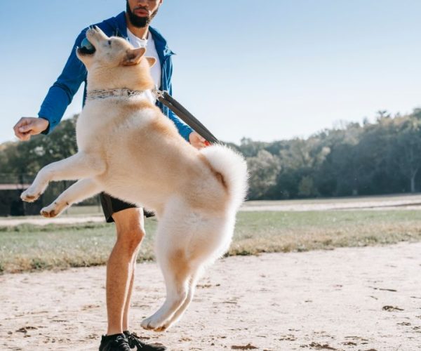 ฝึกสุนัขใกล้ฉัน1