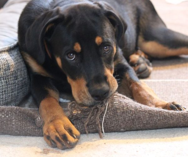 ฝึกสุนัขในบ้าน5