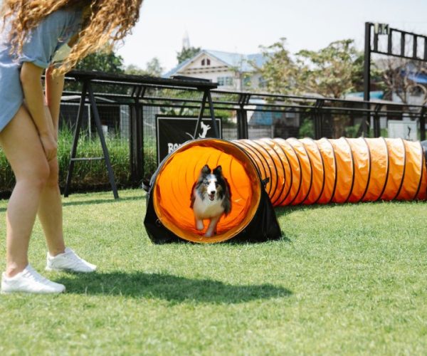 อุปกรณ์ฝึกสุนัข