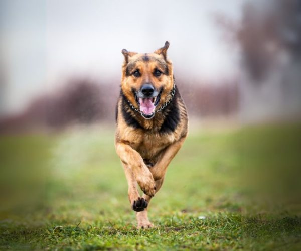 เยอรมัน เชพเพิร์ด (German Shepherd)